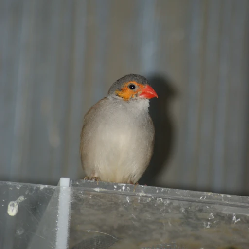 Estrilda Melpoda