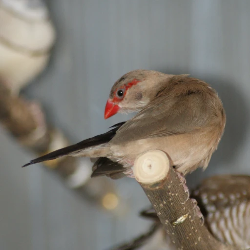 Estrilda Troglodytes