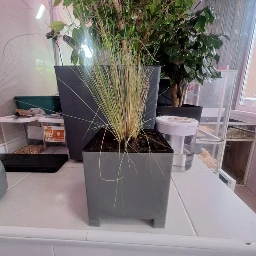 Злаки для обустройства окружения